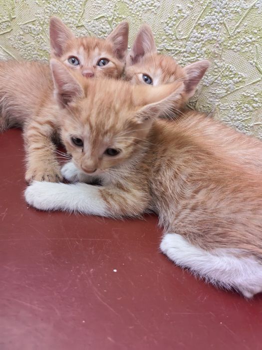 Котята бесплатно