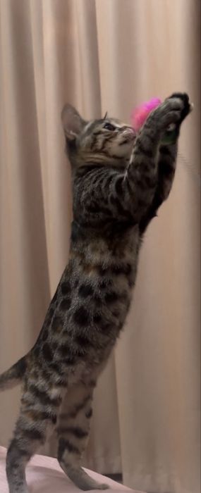 Продаётся котёнок бенгальской породы (девочка).