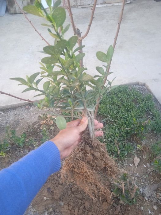 Shamshod arginal kochat