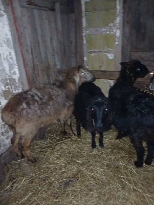 Продам токты ургашы