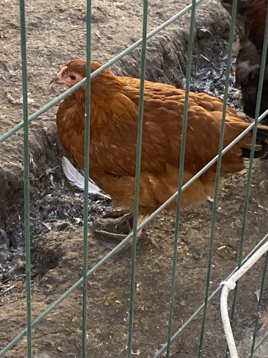 Xan Xyap zotli tovuq xo’rozlar