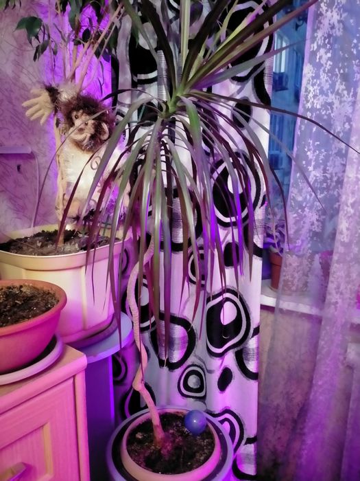 Продам алоэ вера