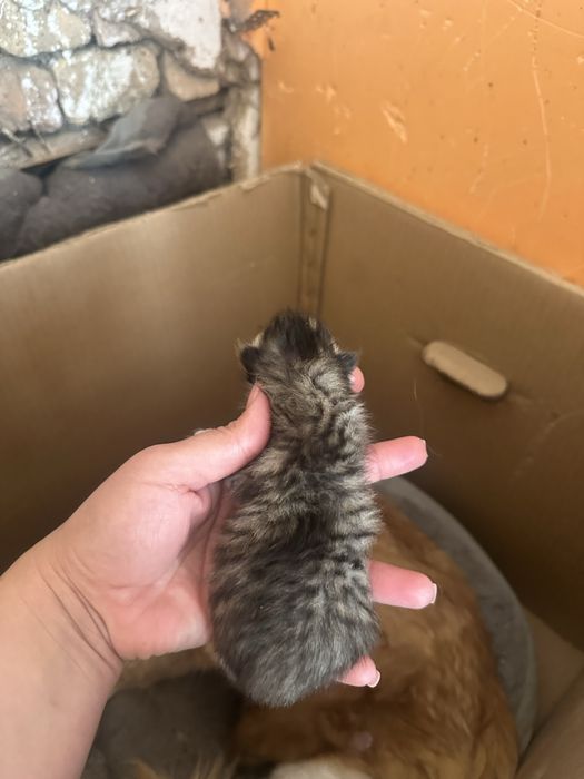 Котята мейн кун, все мальчики