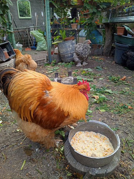 Vând cocos  conchinchina uriaș.