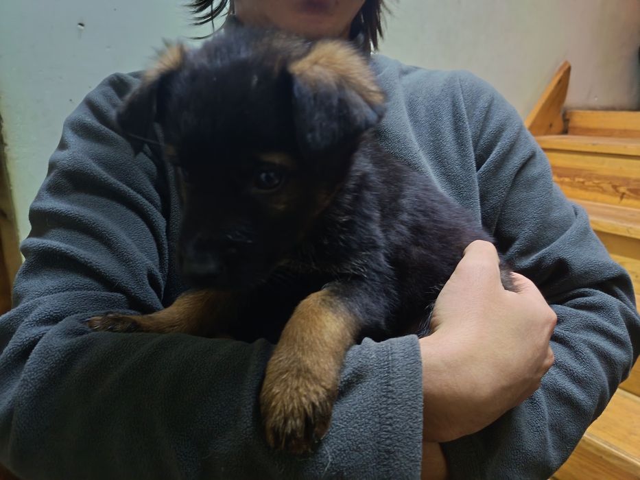 Щенки овчарка 2 месяца