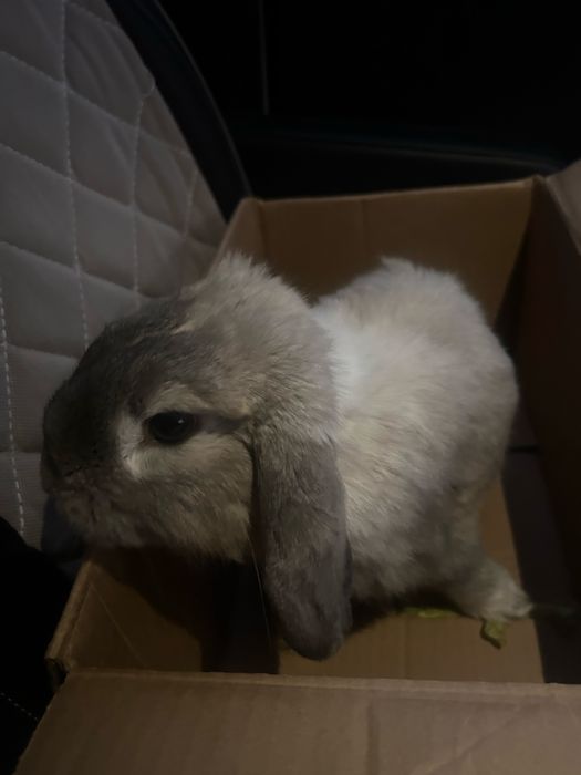 Кролик вислоухий