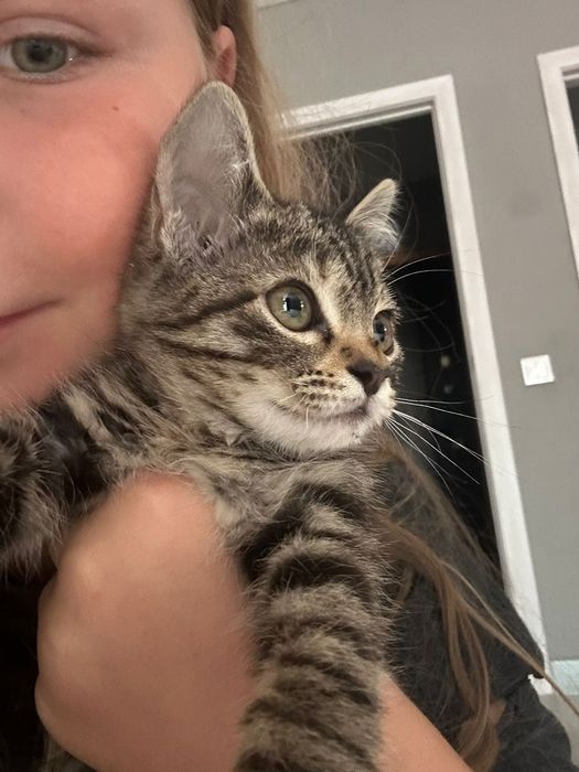 Кошечка ищет дом