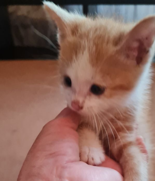 Котенок мальчик в добрые руки