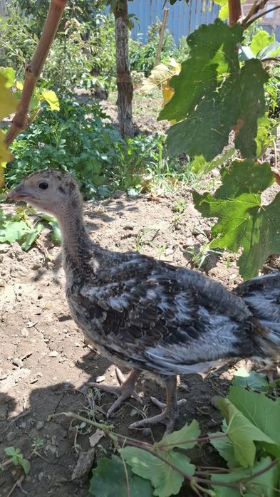 Индюшата Бронза 708 Франция