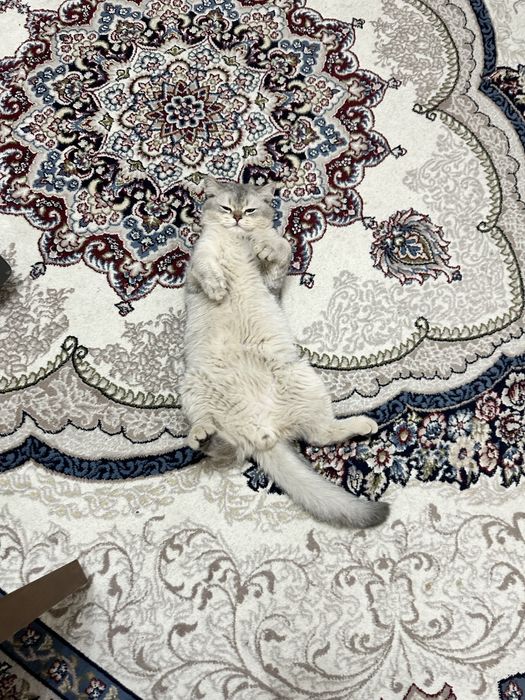 Японская шиншилла очень красиво мальчик 1 годик