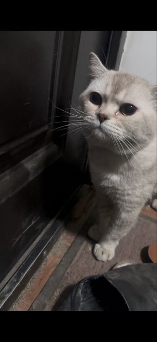 Бесплатно кот чистый