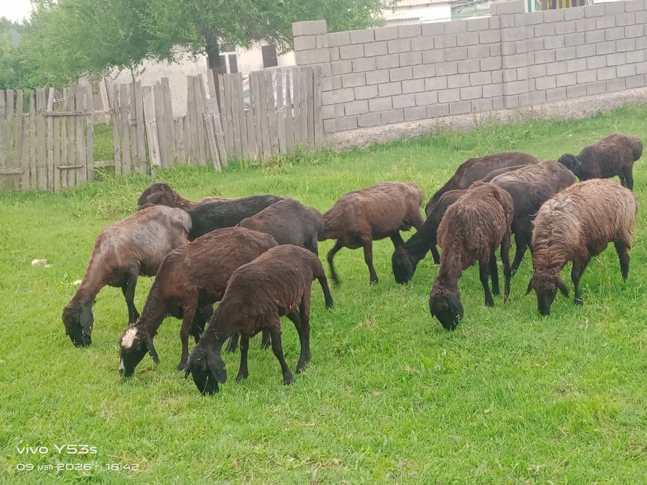 Тұсақ салуық аралас сатылады 26 бас