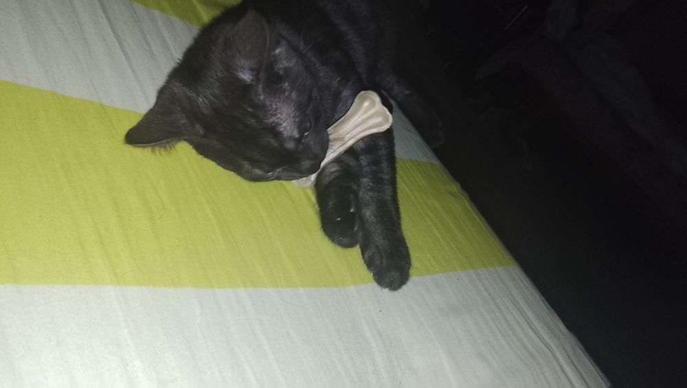Кот на вязку опытный кот