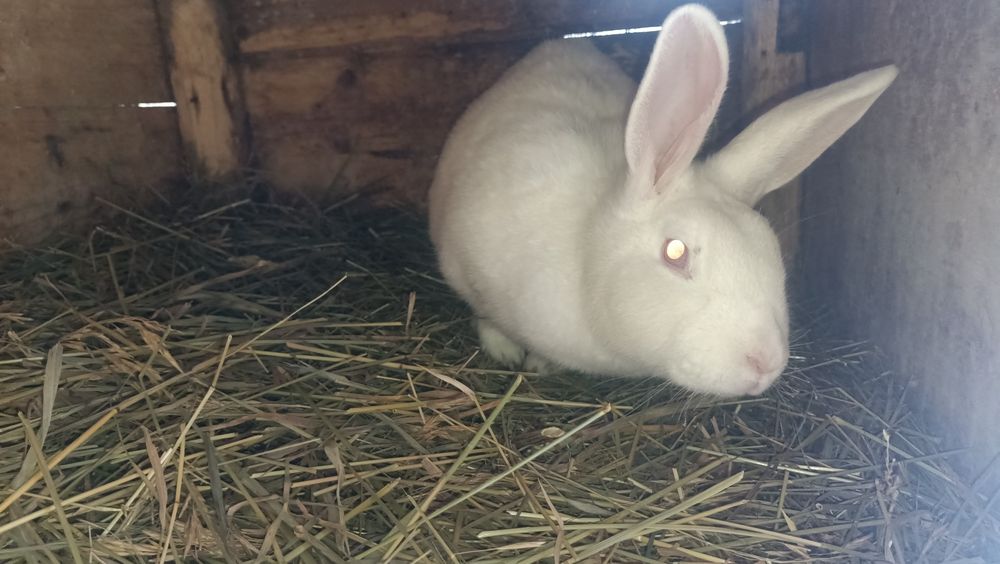 Продам кроликов разных возрастов.