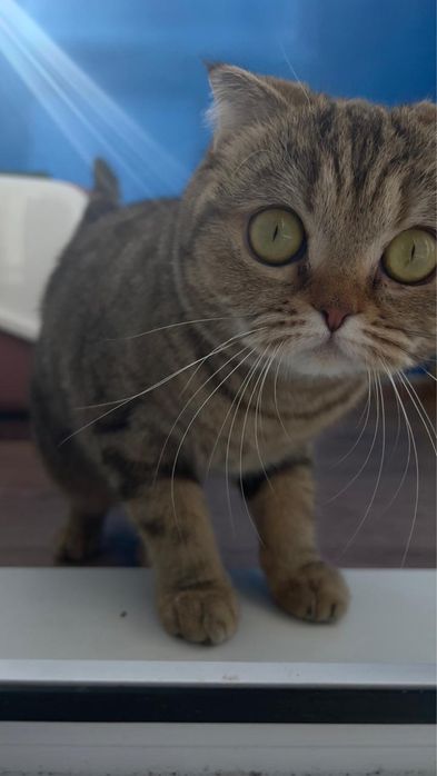 Отдам кошку в хорошие руки