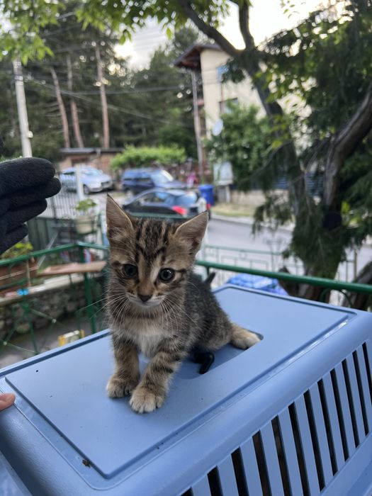 Сладки котенца си търсят семейство