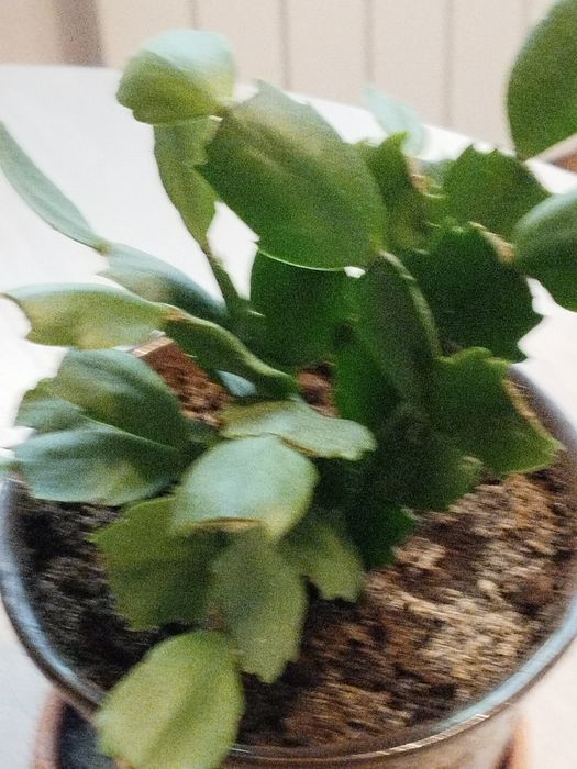 Шлюмбергера( декабрист)