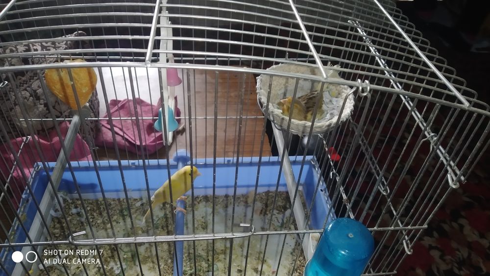 канарейка тинмай сайрайди чап чап йук