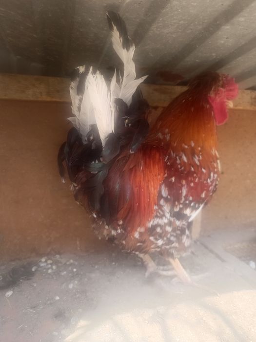 Продам или обменяю петуха