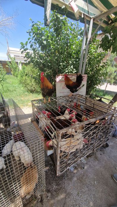 Sergili dehqon bozorida parrandalar sotiladi