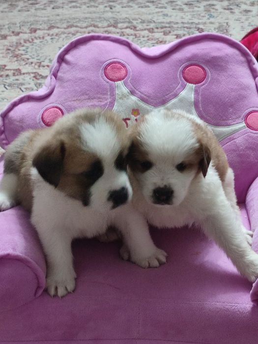 Щенки Московская сторожевая