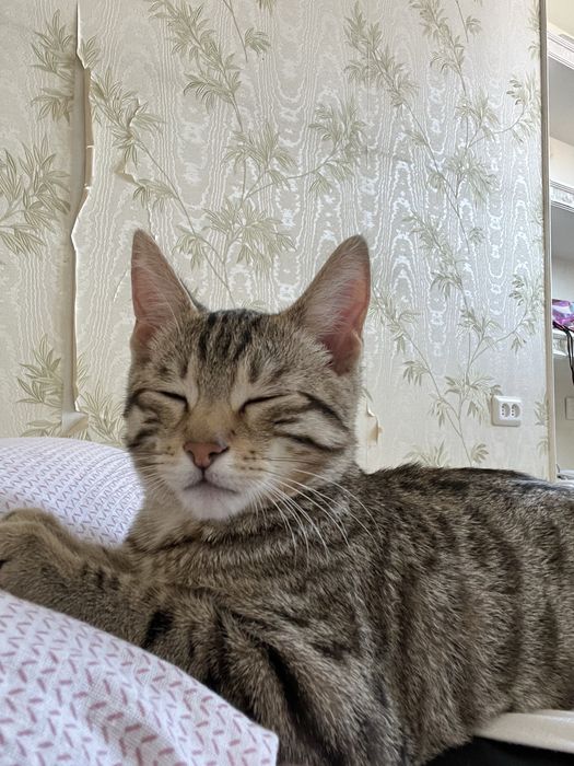 продам котенка,ертенгеде дейін алу керек.