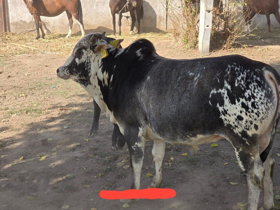 Продаётся индийский коровы