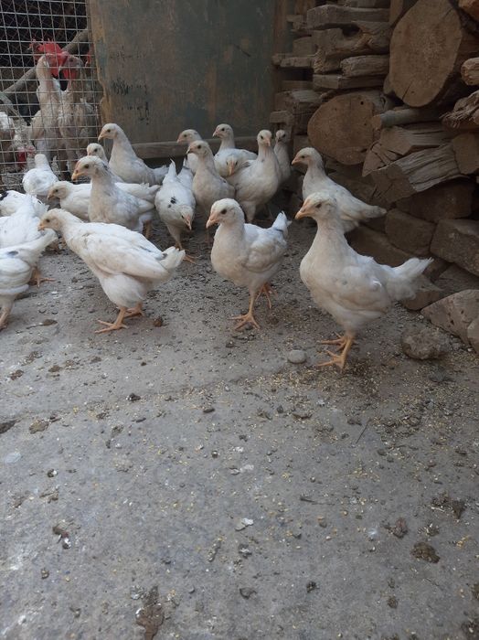 продоём ҷиплат пародое нисушка  маленъкие