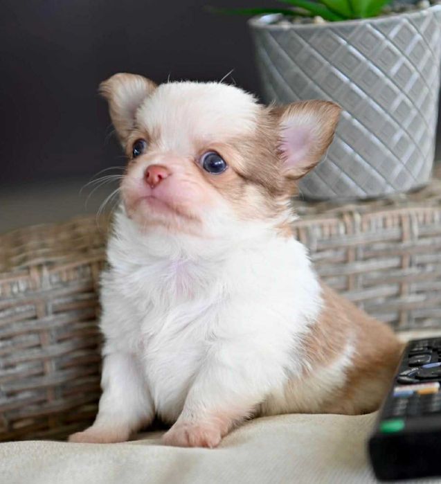 Мъжко дългокосместо мини чихуахуа