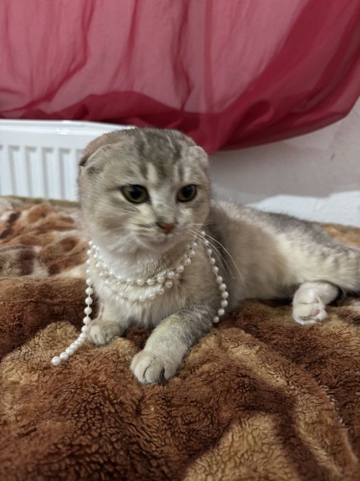 Шотландская вислоухая кошка