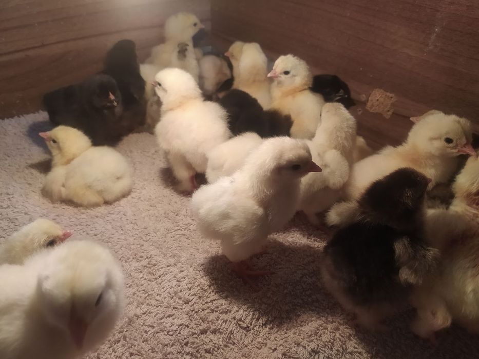 Домашние  цыплята. Брама