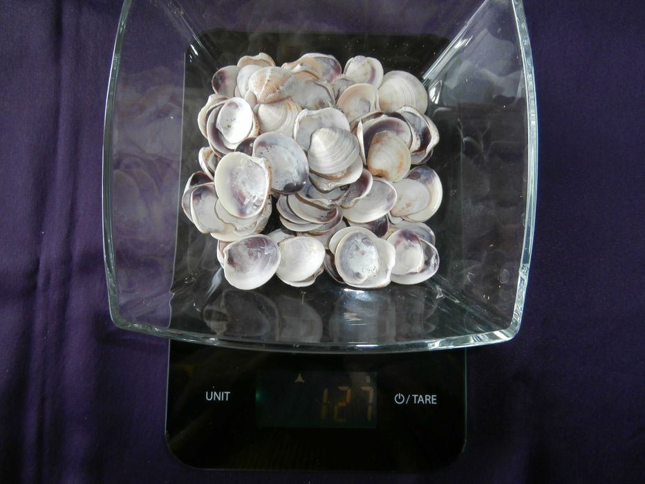 Морски миди за декорация