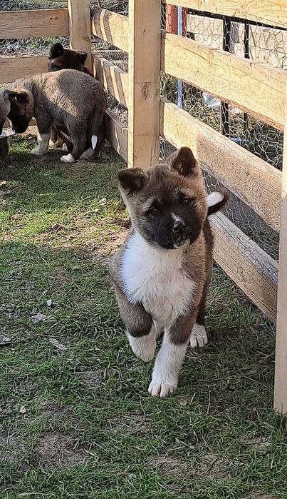 Akita American cu pedigree