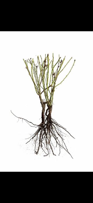 Prun Stanley Nuci Chandler Aluni Visin Castan Ciresi Rodiu Kaki Migdal