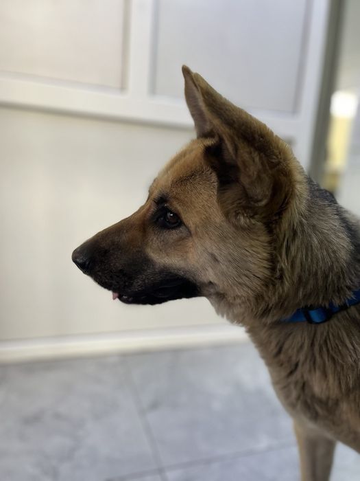 Поиск дома для Киры