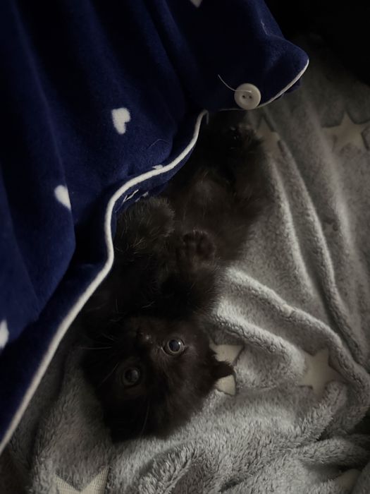 Кошка Домашная..