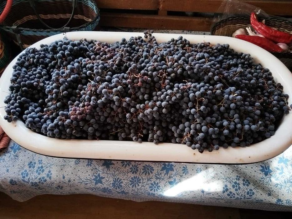 Продам виноград винный