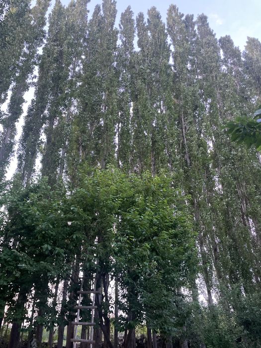 Trees for money paid