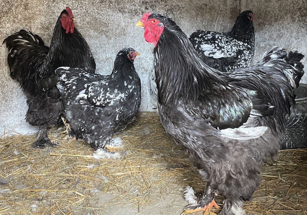 Ouă Brahma Uriaș
