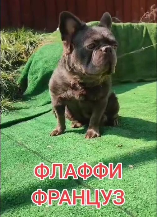 Флаффи (Длинношёрстный французский бульдог)