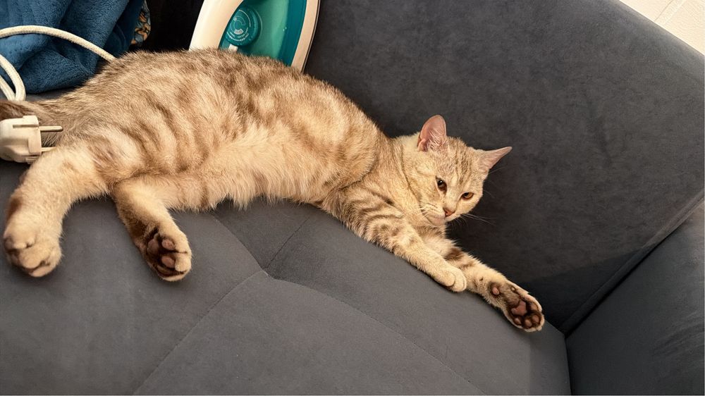 Кошечка ищет новых хозяев