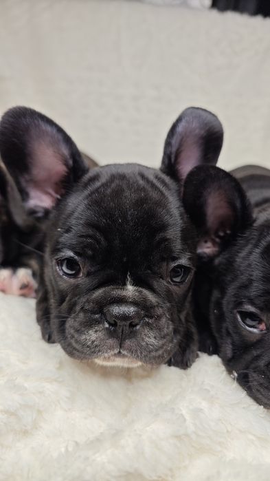Щенки французского бульдога