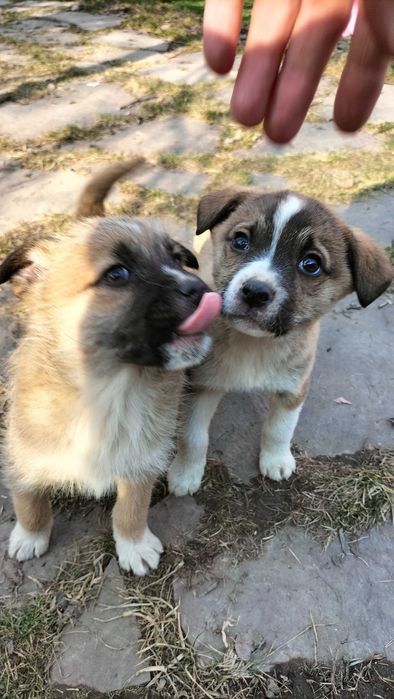 Щенки  бесплатно