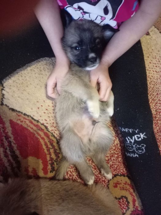 Отдадим щенков в хорошие руки