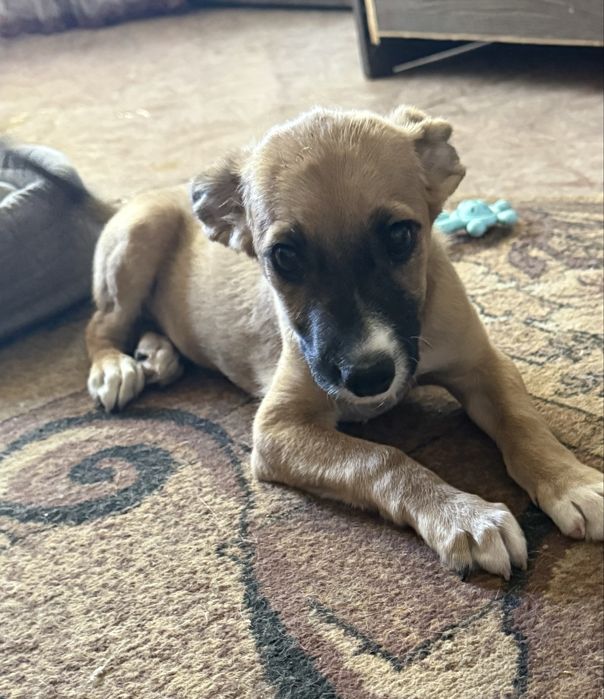 Бонифаций ищет дом