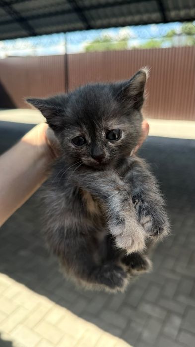 отдам котёнка в хорошие руки