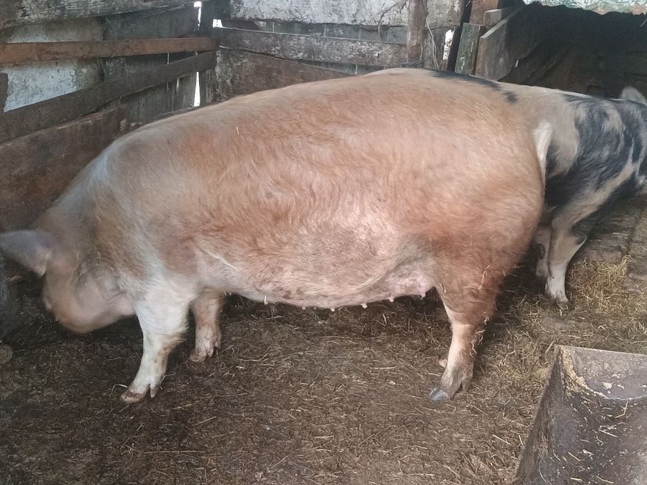 Vând iapă gestantă la prima fătare preț 32 de milioane