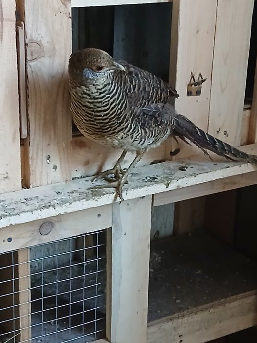 Золотой тауық сатылады