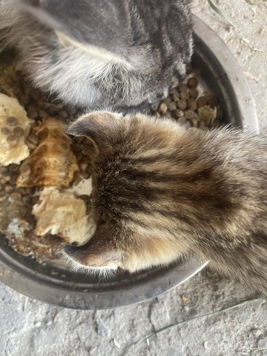 Необычный котенок