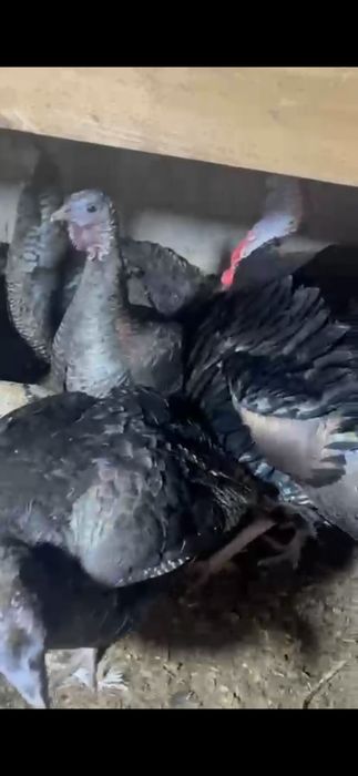 Инюшки Бронза 708 Россия , уже несутся